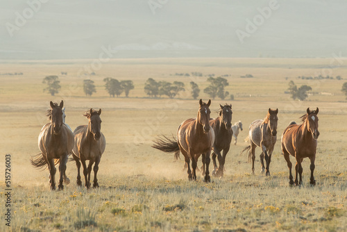 Mustang horses