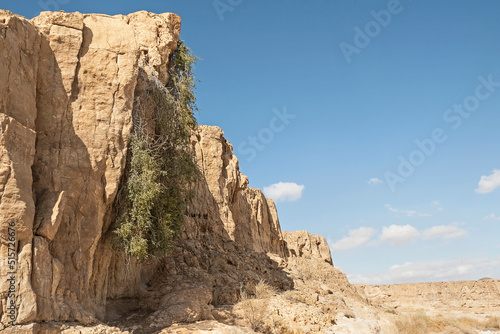 huge dangling Crescent Cocculus pendulus bush growing from a vertical limestone cliff on the Spice Route in Israel with a blue sky background