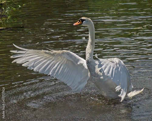 Swan spreading its wings majestically