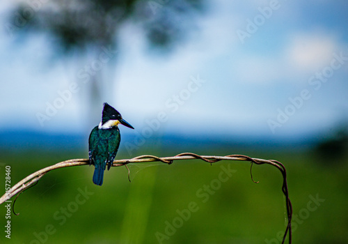 PASSAROS,PAISAGENS,ANIMAIS,FLORESTAS,BRASIL photo