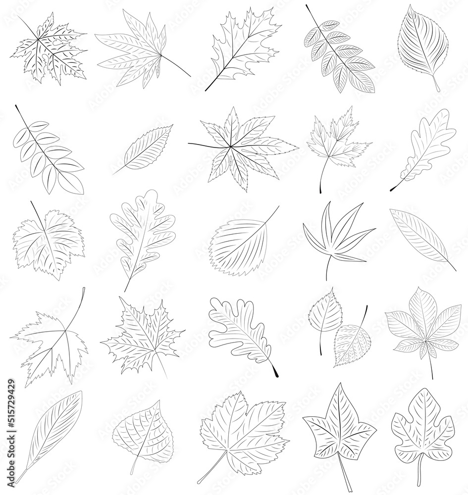 tree leaf, sketch set, outline on white background vector tree leaf, sketch set, outline on white background vector