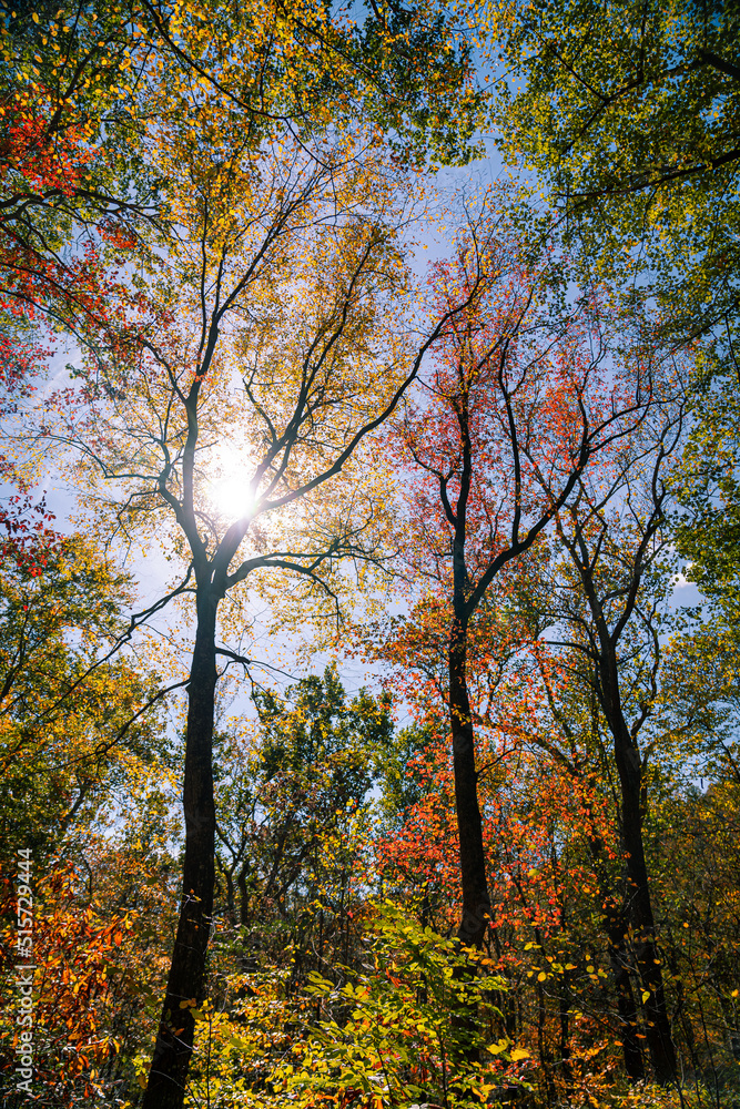 autumn in the forest