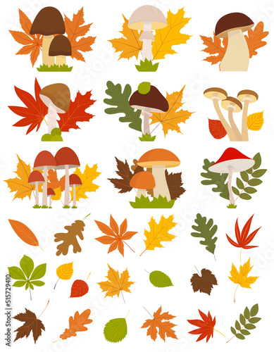 autumn leaves and mushrooms set in flat style, isolated, vector