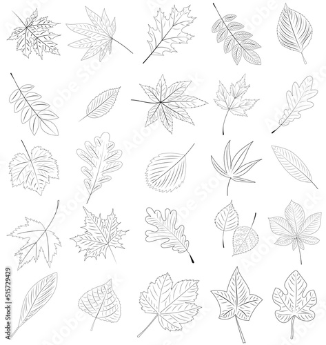tree leaf, sketch set, outline on white background vector