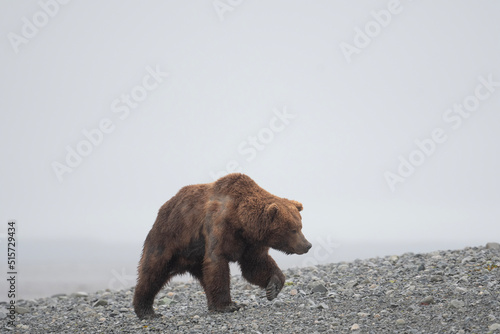 Alaskan brown bear in McNeil River Game Sanctuary and Refuge