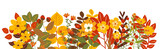 autumn flowers, plants, leaves white background