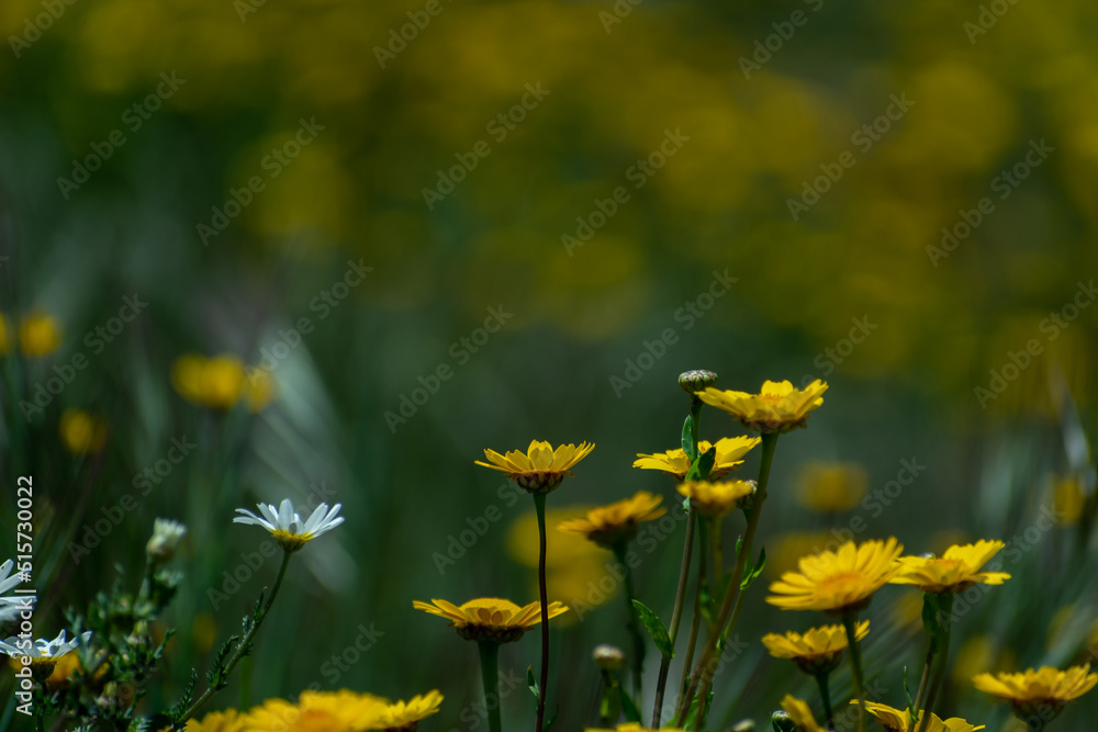 Bonitas flores en el campo Bonitas flores en el campo