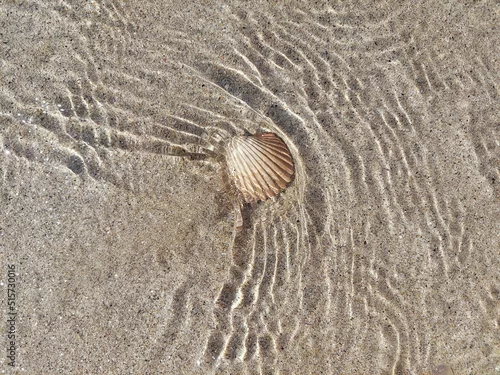 Obraz Seashell in clear shallow water on sandy beach
