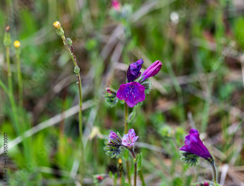 Bonitas flores en el campo