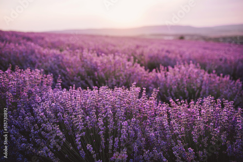 Close up lavender flowers in beautiful field at sunset.