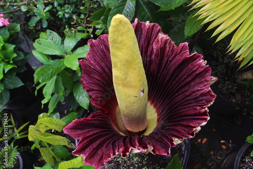 Принти на полотні red and yellow corpse flower