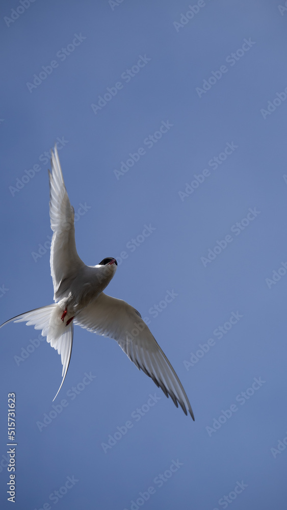 The arctc tern, a loud and iconic bird in Iceland. The arctc tern, a loud and iconic bird in Iceland.