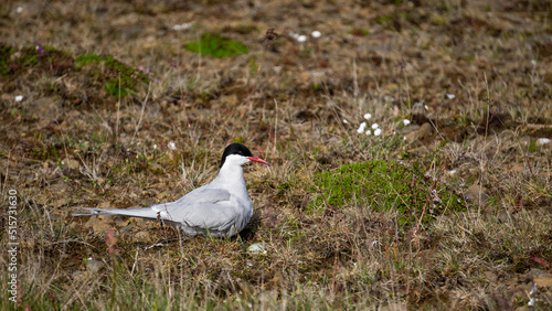 The arctc tern, a loud and iconic bird in Iceland. photo