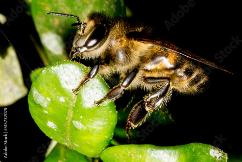 A abelha africana é uma subespécie de abelha ocidental. É nativa do centro e sul da África. photo