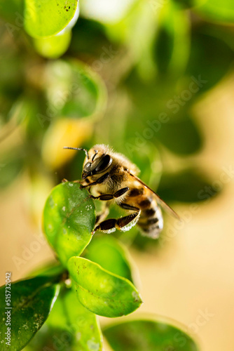 Abelha africana é uma subespécie de abelha ocidental. É nativa do centro e sul da África. photo