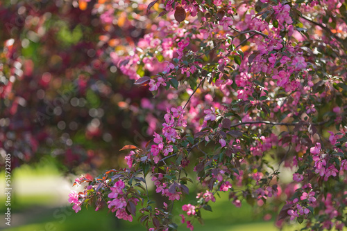 Wallpaper Mural Pink cherry blossom trees, in the sunlight Torontodigital.ca