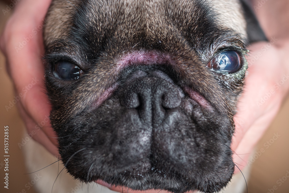 Injured dog eye with damaged scratched cornea of pug. skin fold dermatitis on wrinkles on nose. veterinary medicine