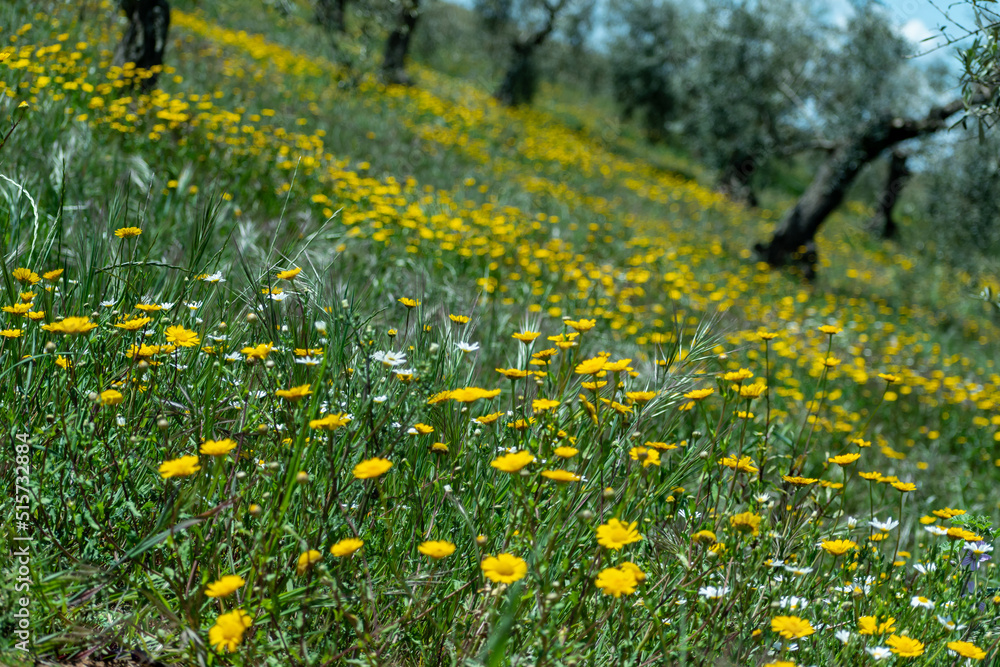 Obraz premium Campo florecido