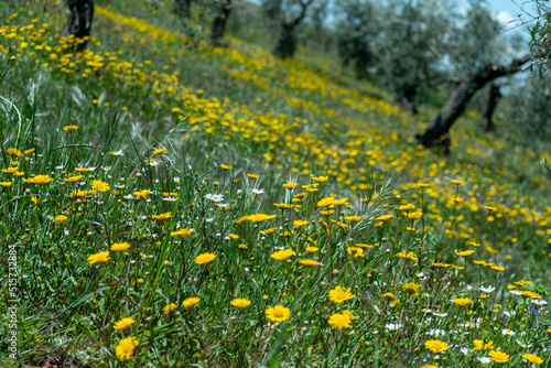 Campo florecido