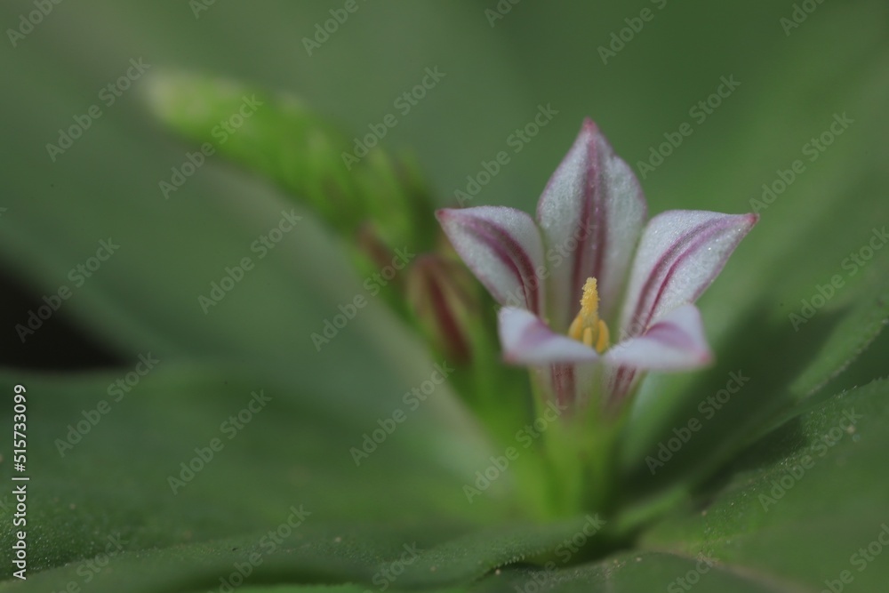 Fototapeta premium close up of a pink flower