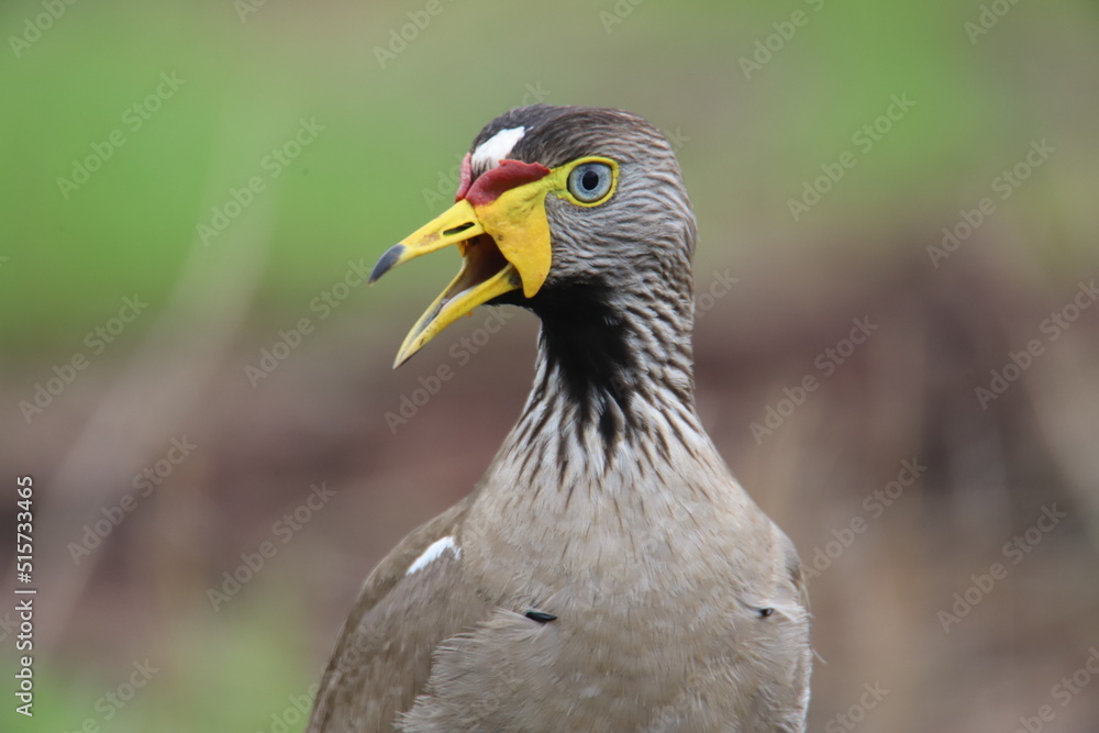 Fototapeta premium lapwing portrait
