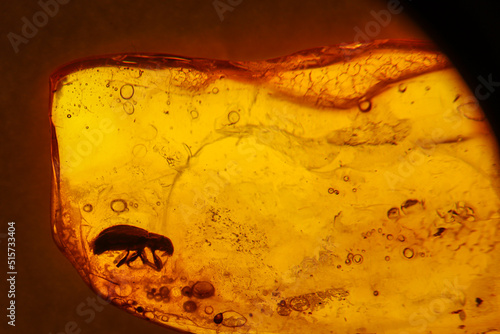 In Bernstein sind Insekten aus einer längst vergessenen Zeit eingeschlossen