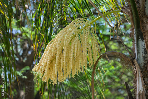 Blooming palm Siagrus Romantsova (lat. - Syagrus romanzoffiana) photo