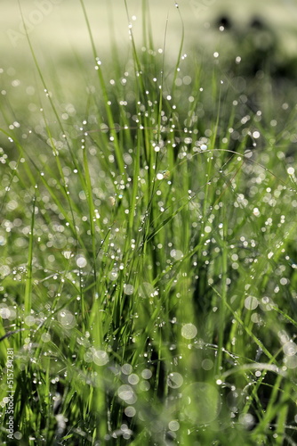 dew drops on grass