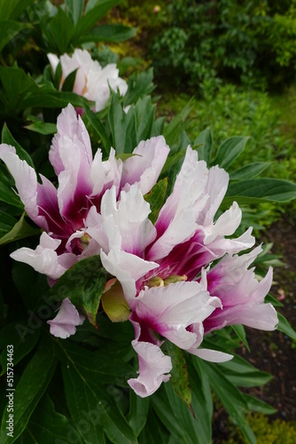 Moutan peony  Paeonia suffruticosa Andrews.