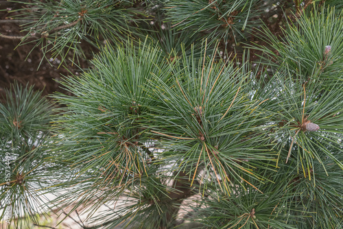 pine branches with leaves close up outdoors pinus