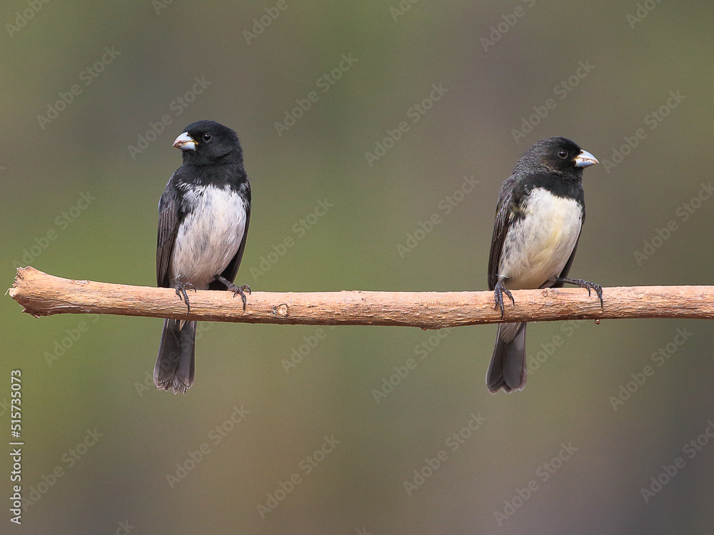 Papa-capim - Yellow-bellied Seedeater, Papa-capim - Yellow-…