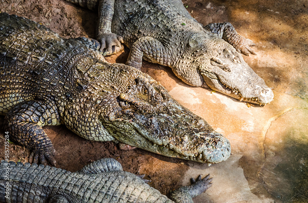 Large Crocodiles near water. Big Crocodiles resting. Crocodiles family Large Crocodiles near water. Big Crocodiles resting. Crocodiles family