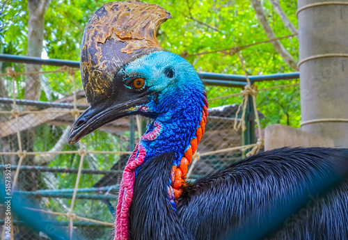 Obraz na płótnie Detail portrait of Southern cassowary (Casuarius casuarius) male w salonie