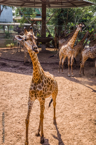 Giraffes in shelter for animals, Thailand. Giraffes family