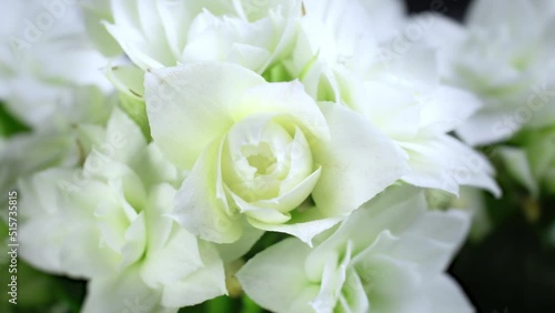 Beautiful opening white flower, Petals of Blooming flower open, time lapse, close-up 4k