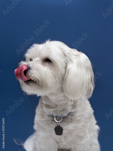 White happy dog licking after a meal