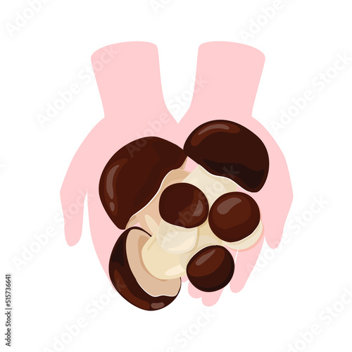 Hands holding fresh porcini mushrooms vector illustration. Boletus edulis isolated on a white background. Autumn mushroom collection season.