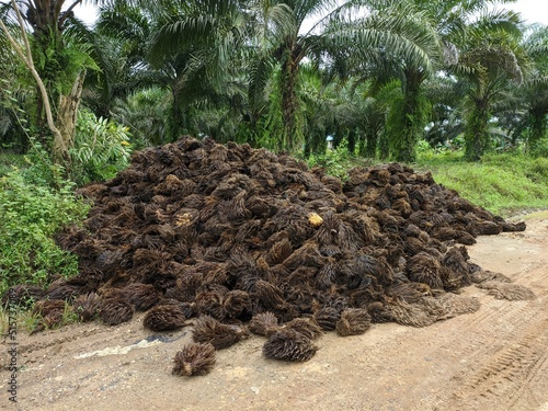 Oil Palm waste (janjangan kosong) in Kalimantan plantations is turned into organic fertilizer photo