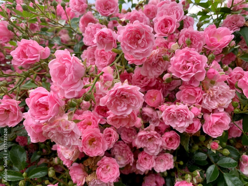 Pink garden blooming rose. Spring or summer is coming blossoming pink rose garden bush. Beautiful pink flowers, blooming bushes. English garden, bloom, blossom Pink garden blooming rose. Spring or summer is coming blossoming pink rose garden bush. Beautiful pink flowers, blooming bushes. English garden, bloom, blossom