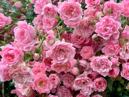 Pink garden blooming rose. Spring or summer is coming blossoming pink rose garden bush. Beautiful pink flowers, blooming bushes. English garden, bloom, blossom