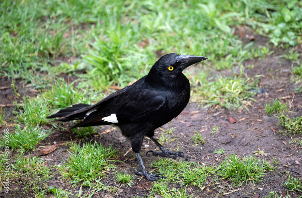 Australian Pied Currawong (Strepera graculina)