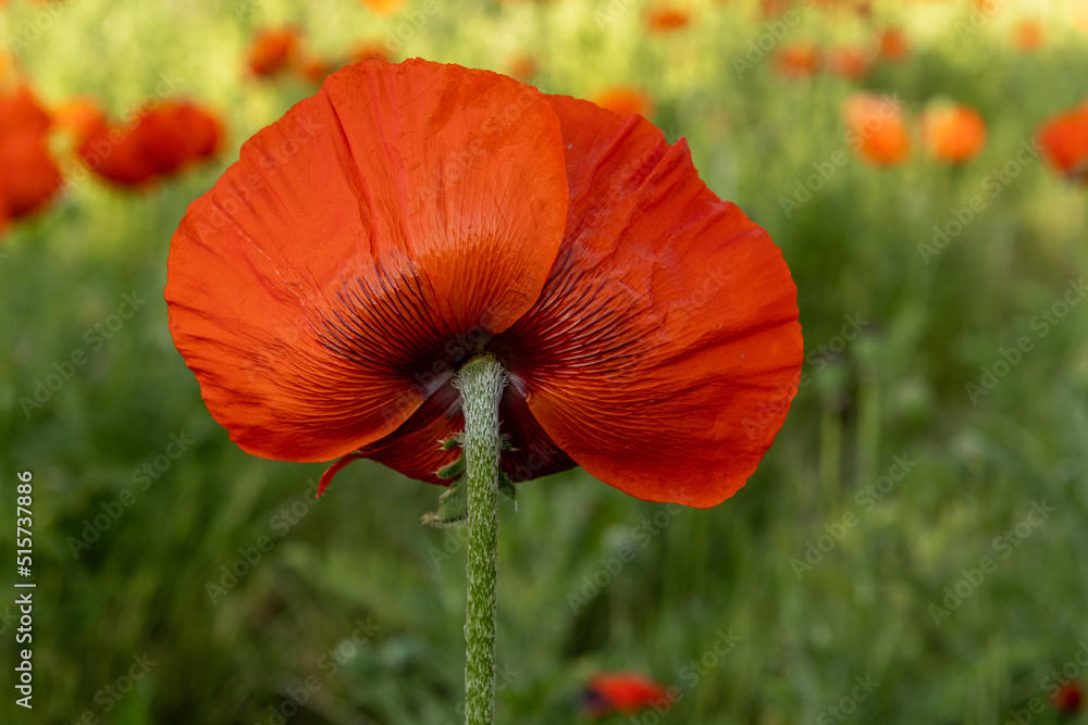 Naklejka premium red poppy in the field