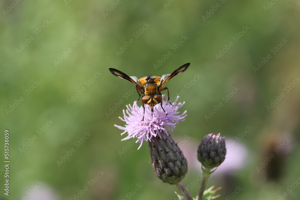 Front view of a hoverfly. Front view of a hoverfly.