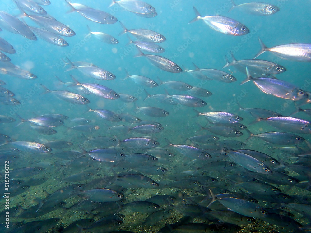 Fototapeta premium Costa Rica Pacific sea life