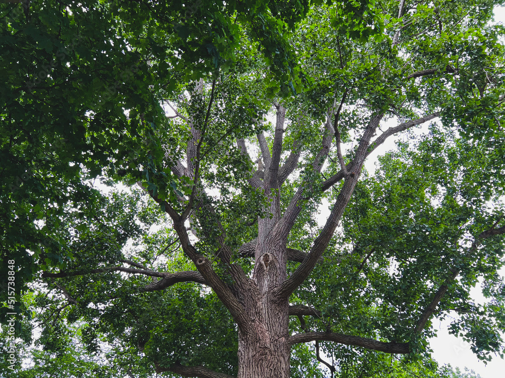 Fototapeta premium Beautiful tree with green leaves outdoors, low angle view