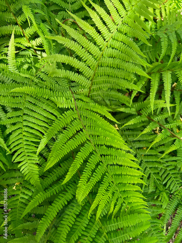 Beautiful green fern as background, closeup view