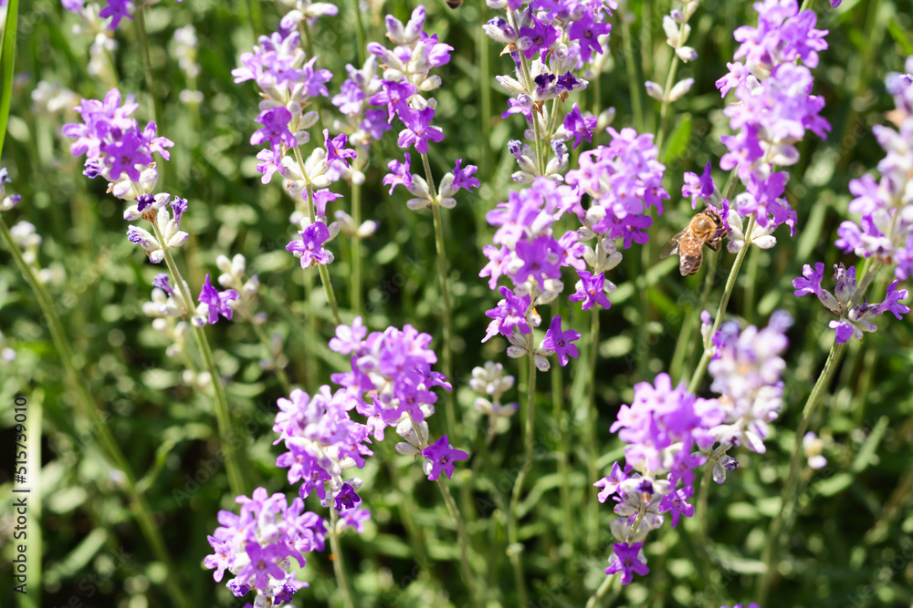 Beautiful lavender flowers growing in field, closeup Beautiful lavender flowers growing in field, closeup