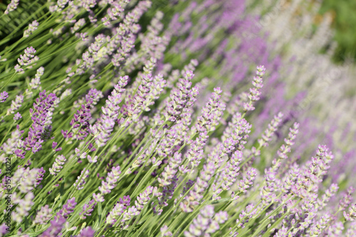 Fototapeta Naklejka Na Ścianę i Meble -  Beautiful blooming lavender plants in field on sunny day, closeup