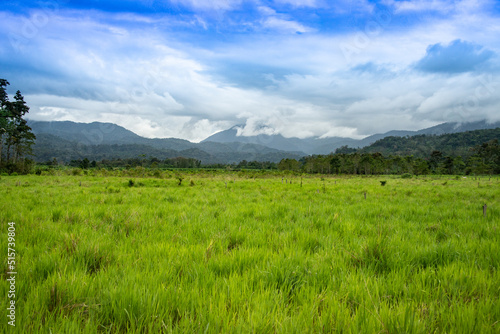 Tropical Grassy Fields