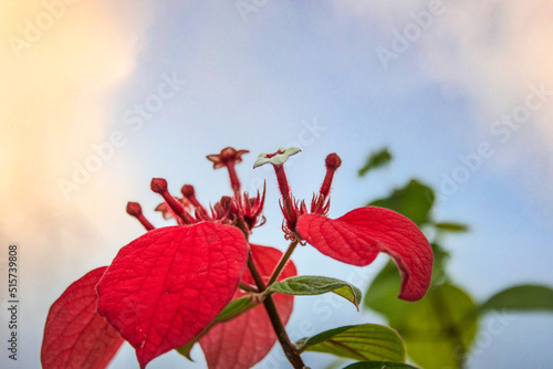 Red Tropic flower photo